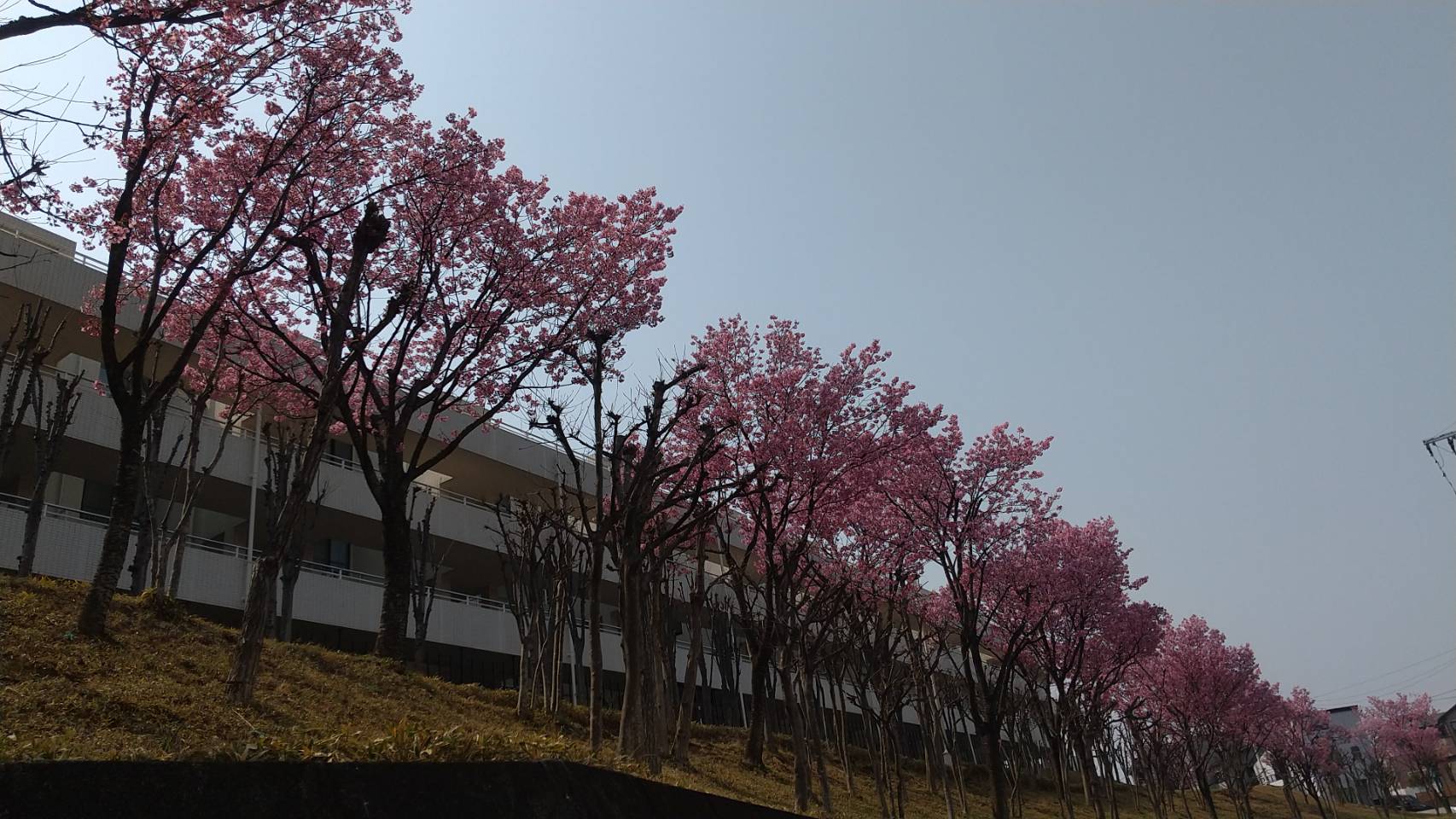 横浜市港南区｜桜並木